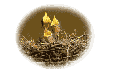 Baby Birds at Sawmill Ridge